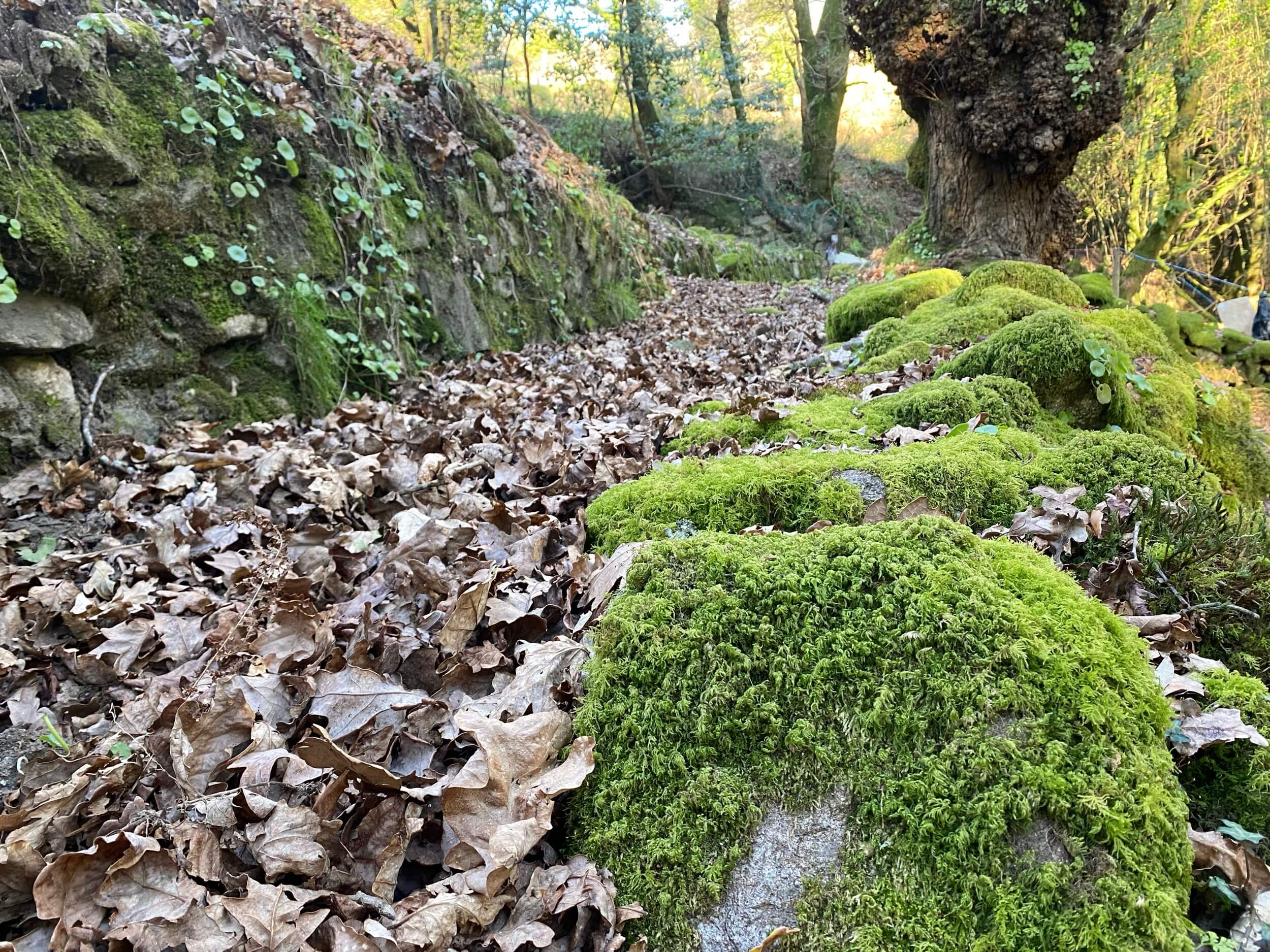 Certificación FSC renovada